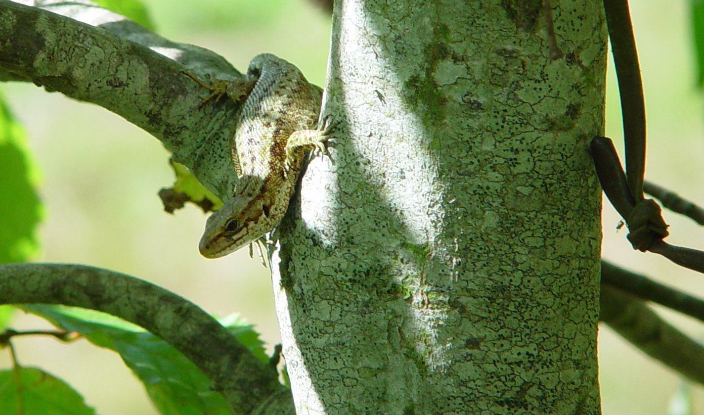 Lézard